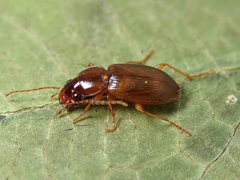 Carabidae da identificare: Synuchus vivalis